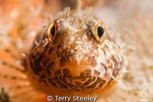 Making eye contact
— Subal underwater housing, Canon 1Dx... by Terry Steeley 